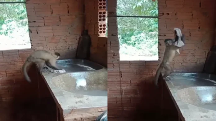 Mujer enseña a un mono a lavar ropa en Brasil