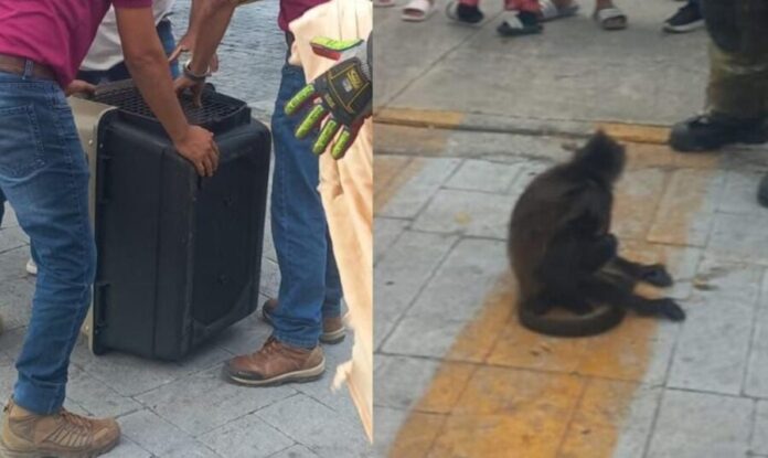 Resguardan a mono araña que fue atropellado en la avenida Bonampak de Cancún. Por ahora está fuera de peligro.