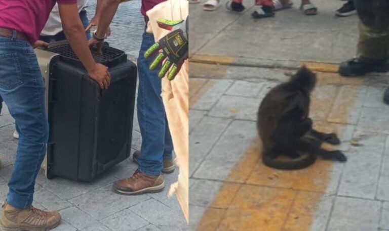 Resguardan a mono araña que fue atropellado en la avenida Bonampak de Cancún. Por ahora está fuera de peligro.