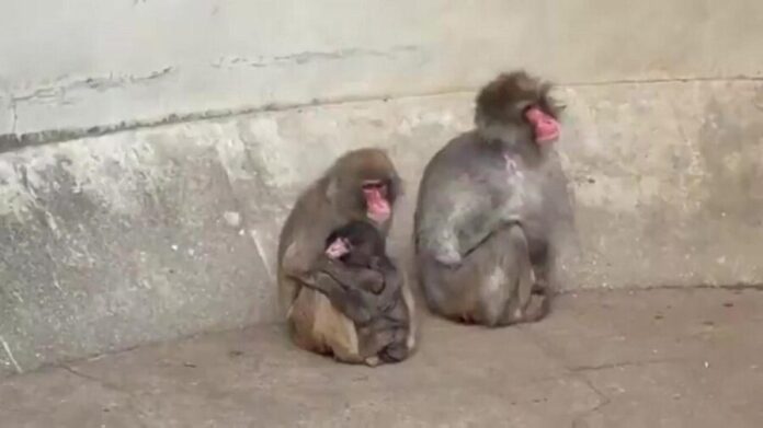 Video: Punch es aceptado por la manada de monos en Japón; lo abrazan e integran a sus actividades