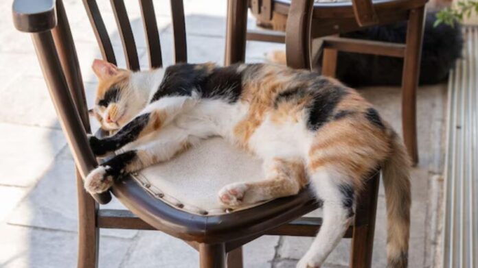 Video: Hombre come de rodillas para no quitarle la silla a su gato que está durmiendo en Argentina