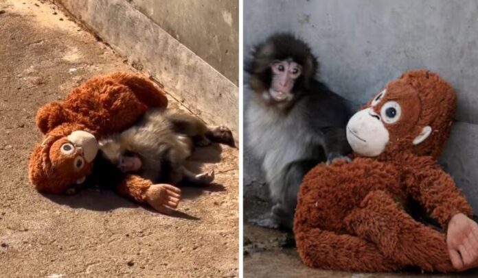 Video Intentaron cambiarle su peluche a Punch, el mono de Japón, pero no lo permitió