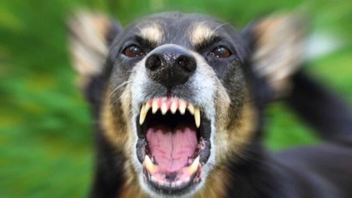 Hombre se quita la vida tras ser mordido por un perro callejero con posible rabia en India