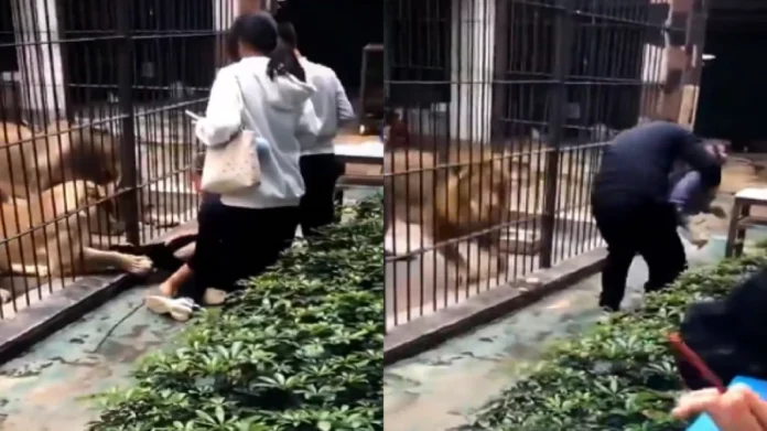 Niña es atacada por una leona en un zoológico de China