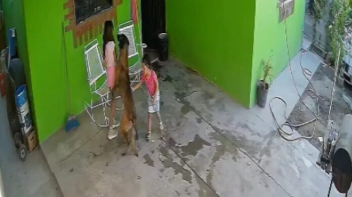Video: Niña recibe 68 puntos de sutura en la cabeza tras ataque de un perro en Coahuila