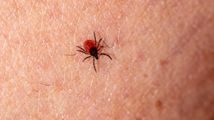 Confirman muerte de niña de ocho años por picadura de garrapata en Ensenada, Baja California