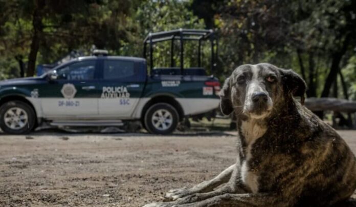 Hallan nuevamente perros sin vida en Xochimilco en Cdmx; investigan posible caso serial