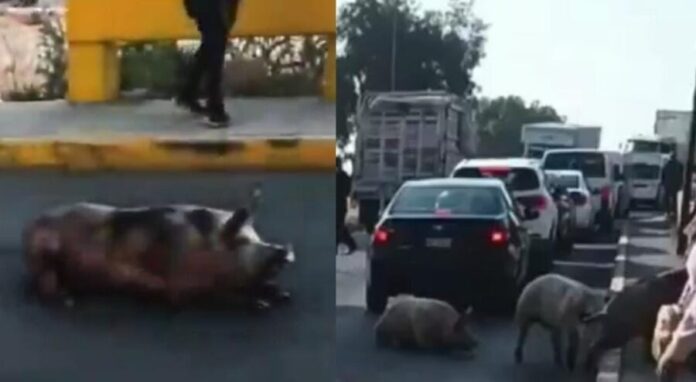 Mueren varios cerditos tras caer de un camión en Teoloyucan, Edomex. Otros más lograron ser rescatados con vida.