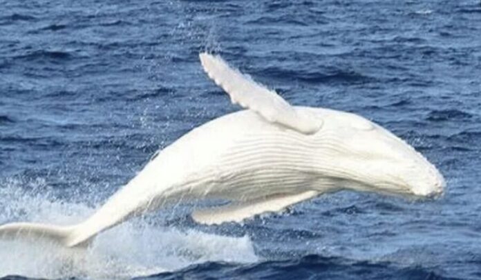 Video Sorprende avistamiento de ballena azul albina en Baja California Sur