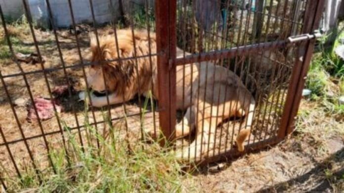 Hombre en estado de ebriedad libera a leones en una reserva de Ocoyoacac, Edomex