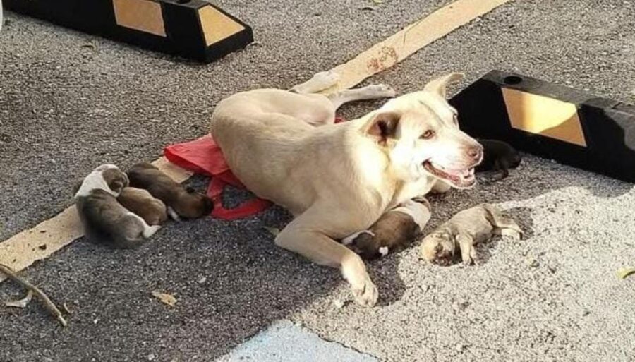 Piden ayuda para una perrita que dio a luz a siete cachorros en plena calle en Cancún