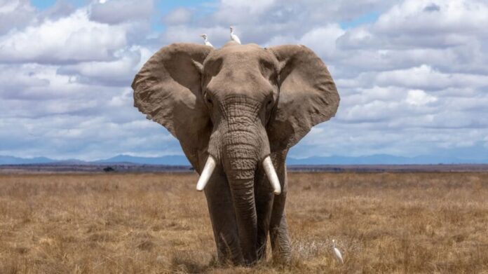 Mujer muere pisoteada por un elefante en Namibia; se quería tomar una selfie con él