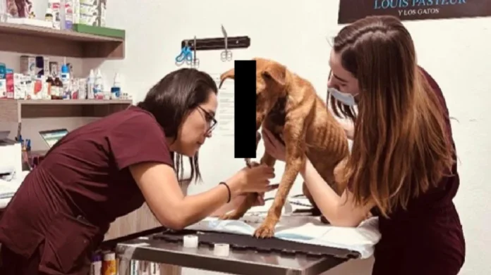 Perrita muere tras ataque con machete en San José Iturbide, Guanajuato