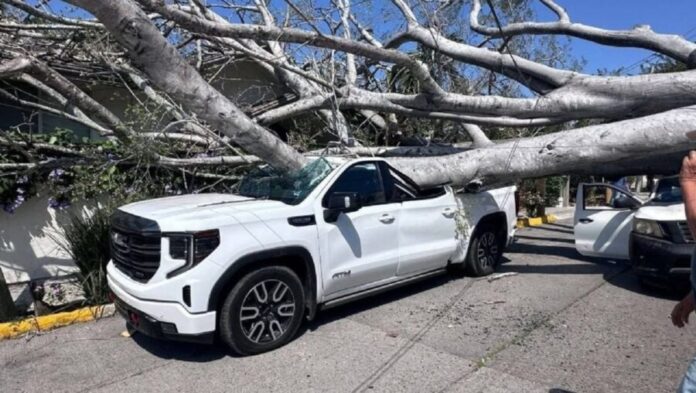 Árbol gigante aplasta dos camionetas en Tampico, Tamaulipas