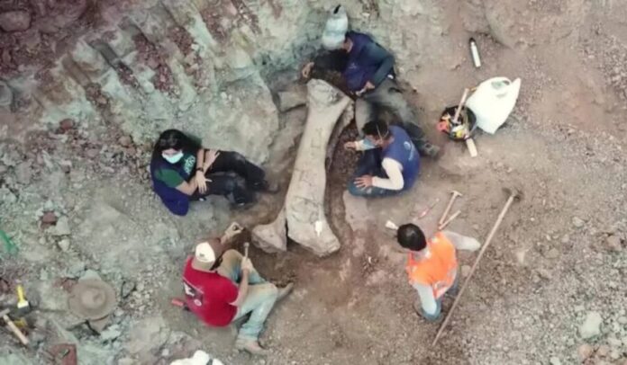 Descubren fósil de dinosaurio gigante que medía casi 20 metros en Brasil