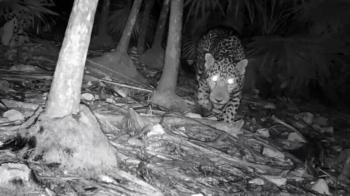 Cámaras trampa de Conanp captan a un jaguar cerca del Parque Nacional Tulum. Un ejemplar similar fue avistado en enero.