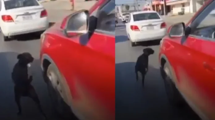 Mujer abandona a su perro en plena avenida en Apodaca, Nuevo León