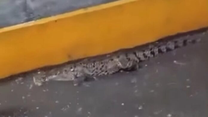 Video: Captan a cocodrilo paseando por el estacionamiento de la Central de Abasto en Tabasco