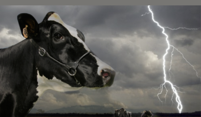 Rayo mata a una vaca y deja tres personas lesionadas en ranchería de Hidalgo