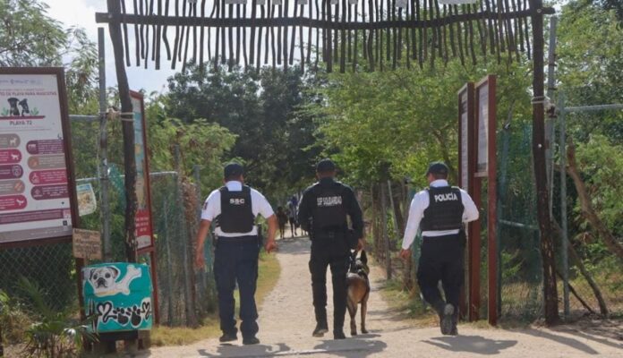 Gobierno de Estefanía Mercado adquirirá 500 cámaras corporales para policías de Playa del Carmen, anunció el oficial mayor.