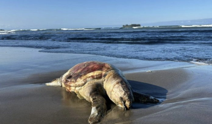 Hallan tortuga muerta y analizan posible vínculo con derrame petrolero en Boca del Río Veracruz