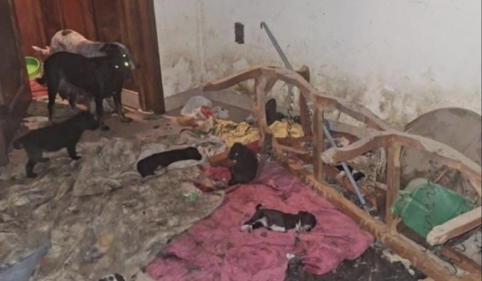 Salvan a 29 perros víctimas de maltrato en una vivienda de Sahuayo, Michoacán